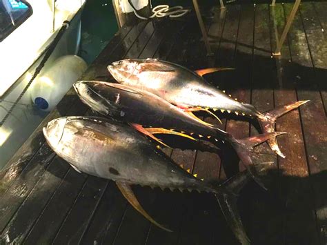 Spring Fishing with Ambition Charters on the East Coast of NSW.